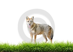 Golden jackal with fresh green grass isolated