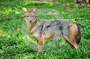 Golden jackal