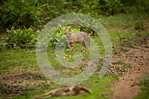 Golden jackal or Indian jackal or Canis aureus indicus with blurred spotted deer kill in foreground in pre monsoon green at