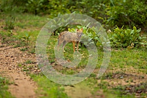 Golden jackal or Indian jackal or Canis aureus indicus in monsoon green season at bandhavgarh national park forest reserve madhya