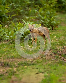 Golden jackal or Indian jackal or Canis aureus indicus in monsoon green season at bandhavgarh national park forest reserve madhya