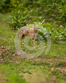 Golden jackal or Indian jackal or Canis aureus indicus in monsoon green season at bandhavgarh national park forest reserve madhya