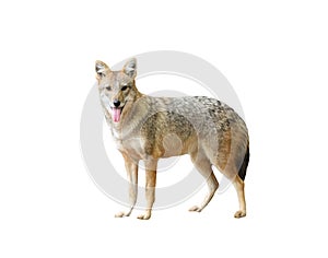 Golden jackal isolated