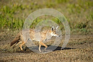 Golden Jackal photo