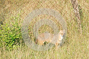 Golden Jackal in a national park in India