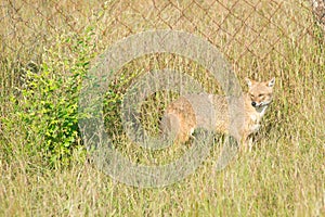 Golden Jackal in a national park in India