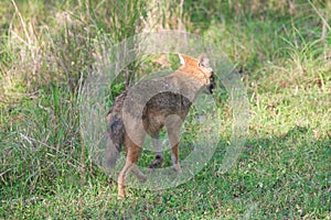 Golden Jackal in a national park in India