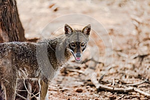 Golden jackal