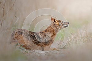 Golden jackal resting on the ground among dry yellow grass with blur background