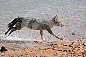 Golden jackal running on the riverside, India