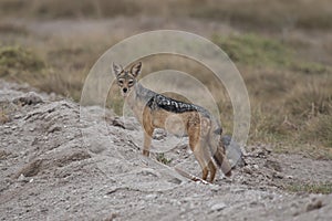 Golden Jackal in the Savannah