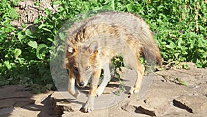 Golden jackal sniffing ground in forest, marking territory. Golden wolf hunting in national park