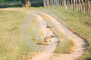 Golden Jackal standing in a national park in India