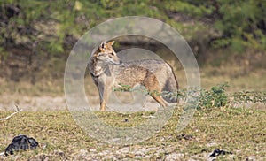 Golden jackal straying in a forest