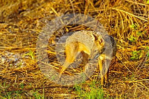 Golden jackal in the Yarkon Park