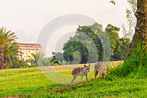 Golden jackals on the lawns of the Yarkon Park