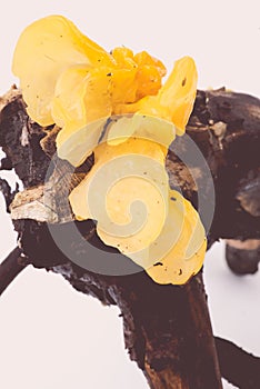 Golden jelly fungi attached to a dead branch