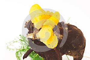 Golden jelly fungi attached to a dead branch