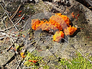 Golden jelly fungus bright strong colored growing on tree stump in detailed view