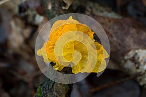 golden jelly fungus, Tremella mesenterica closeup selective focus