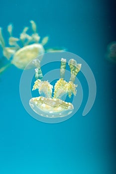 Golden jelly, Phyllorhiza punctata, is also known as the floating bell