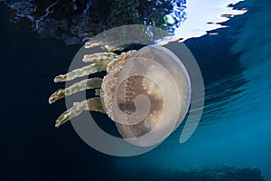 Jellyfish Swimming Near Lagoon Surface in Palau photo