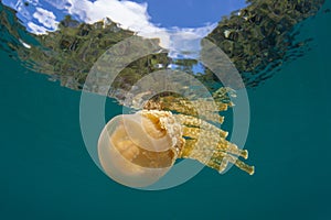 Golden Jellyfish at Surface in Raja Ampat