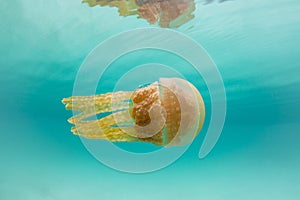 Golden Jellyfish in Turquoise-Colored Water