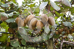 Golden Kiwi Fruits close up