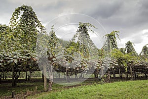 Golden Kiwi Plantage in New Zealand photo