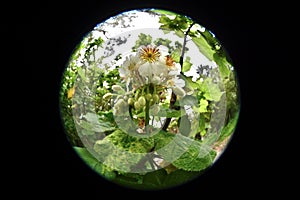 Golden kiwifruit Actinidia chinensis   4