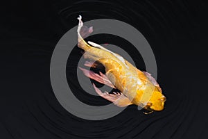 Golden Koi with angelic fins swims on black pond