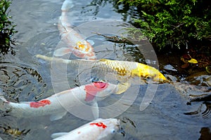 Golden koi fish - brocaded carp
