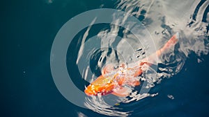 Golden koi fish in pond