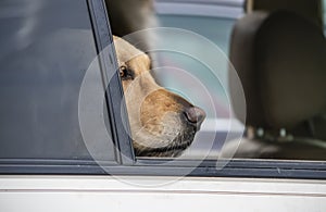 Golden lab in car with open window with just his nose and eyes showing in window-looking thoughtful photo