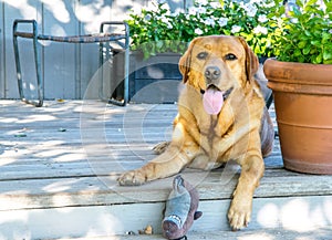 Golden Lab Dog on front porch greeting with toy