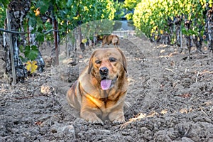 Golden Lab Dog in Napa Valley Vineyard