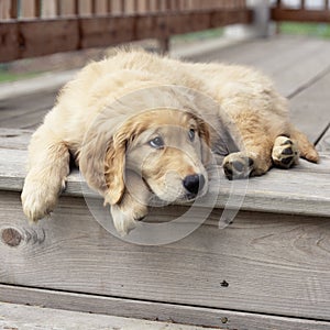 Golden lab labrador retriever puppy pet with sad, sulky, pouting expression. Cute, funny, bad, bored dog concept.