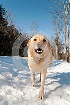 Golden Lab Walks On The Snowcovered Path