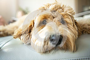 Golden Labradoodle dog at home on the sofa