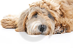 Golden Labradoodle dog isolated on white background