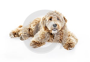 Golden Labradoodle dog isolated on white background