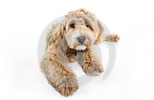 Golden Labradoodle dog isolated on white background