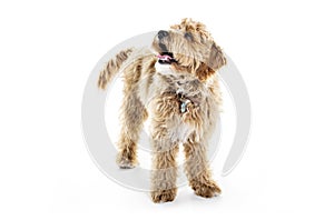 Golden Labradoodle dog isolated on white background