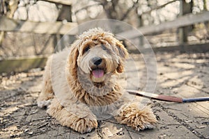 Golden Labradoodle dog outside in fall season