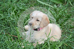 Golden Labradoodle puppy