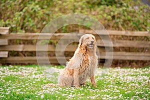 Golden labradoodle sitting patiently in a park.