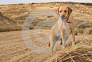 Golden Labrador