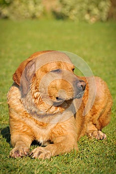 Golden labrador