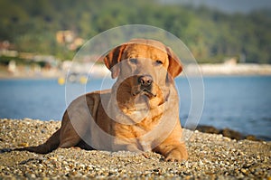 Golden labrador